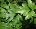 Cissus rhombifolia